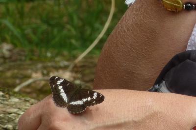 <i>Limenitis camilla</i>