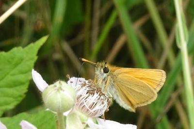 <i>Thymelicus lineola</i>