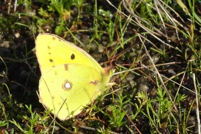 <i>Colias crocea</i>