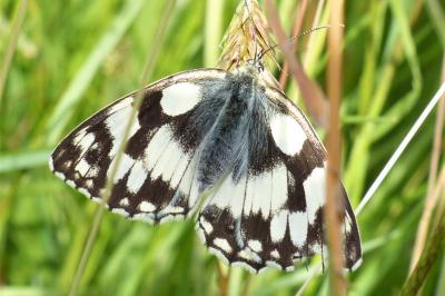 <i>Melanargia galathea</i>