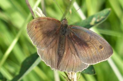 <i>Maniola jurtina</i>