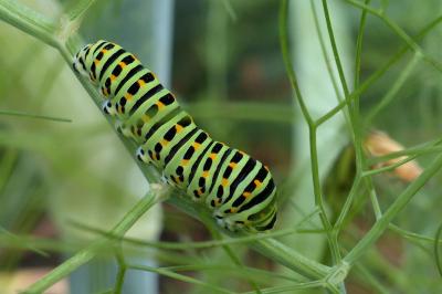 <i>Papilio machaon</i>