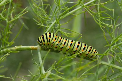 <i>Papilio machaon</i>