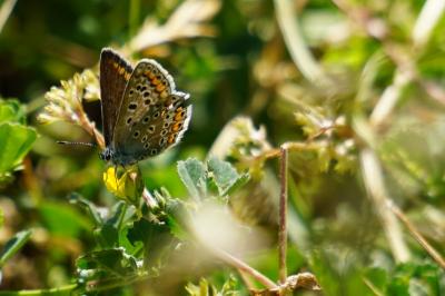 <i>Polyommatus icarus</i>