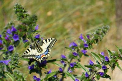 <i>Papilio machaon</i>