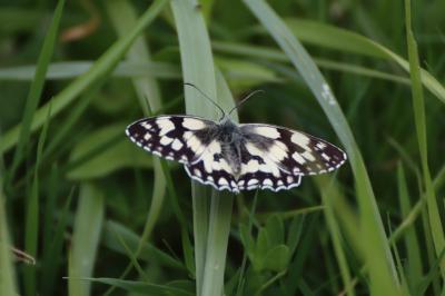 <i>Melanargia galathea</i>