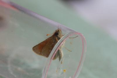 <i>Thymelicus sylvestris</i>