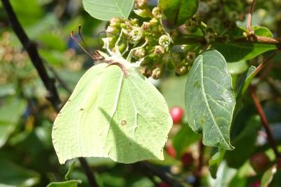 <i>Gonepteryx rhamni</i>