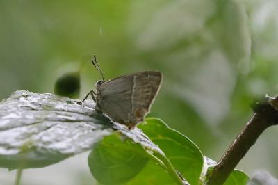 <i>Quercusia quercus</i>