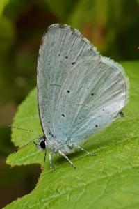 <i>Celastrina argiolus</i>