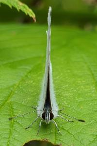 <i>Celastrina argiolus</i>