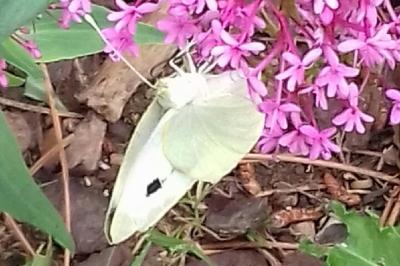 <i>Pieris brassicae</i>