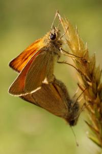 <i>Thymelicus sylvestris</i>