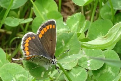 <i>Aricia agestis</i>