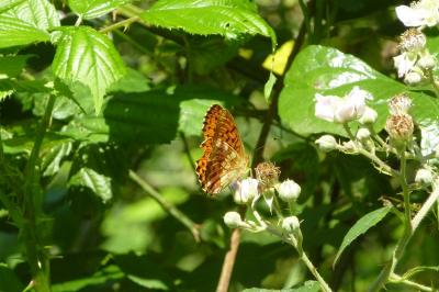 <i>Brenthis daphne</i>