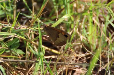 <i>Maniola jurtina</i>
