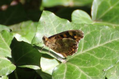 <i>Pararge aegeria</i>
