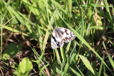 <i>Melanargia galathea</i>