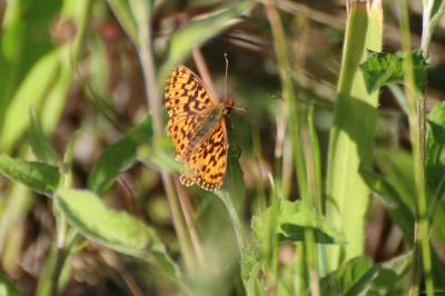 <i>Boloria dia</i>