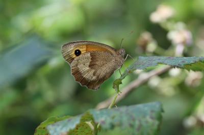 <i>Maniola jurtina</i>