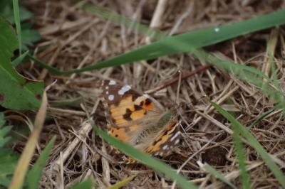 <i>Vanessa cardui</i>