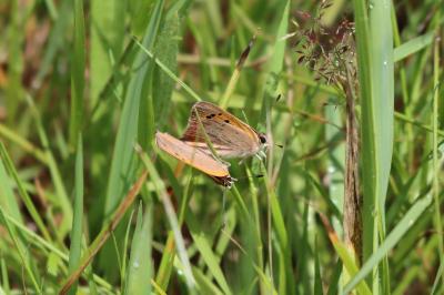<i>Lycaena phlaeas</i>