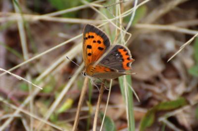 <i>Lycaena phlaeas</i>