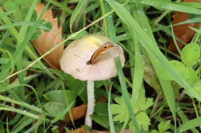 <i>Maniola jurtina</i>