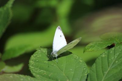 <i>Pieris napi</i>