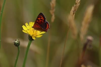 <i>Lycaena phlaeas</i>