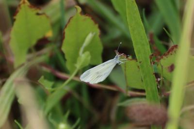 <i>Leptidea sinapis</i>
