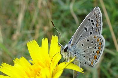 <i>Polyommatus icarus</i>