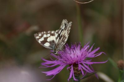 <i>Melanargia galathea</i>
