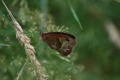 <i>Maniola jurtina</i>