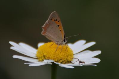 <i>Lycaena phlaeas</i>