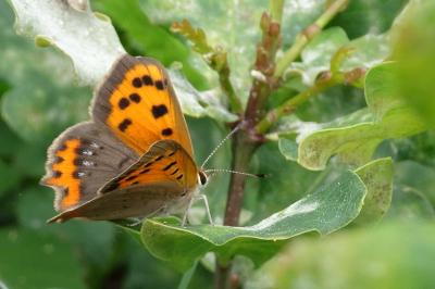 <i>Lycaena phlaeas</i>