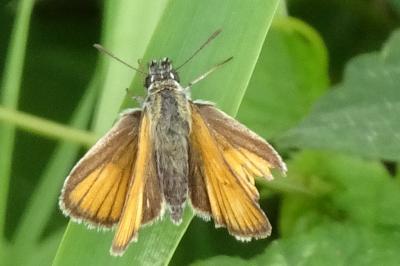 <i>Thymelicus lineola</i>