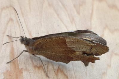 <i>Maniola jurtina</i>
