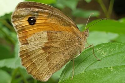 <i>Maniola jurtina</i>