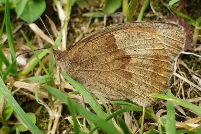 <i>Maniola jurtina</i>