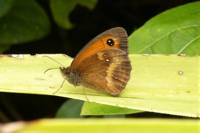 <i>Pyronia tithonus</i>