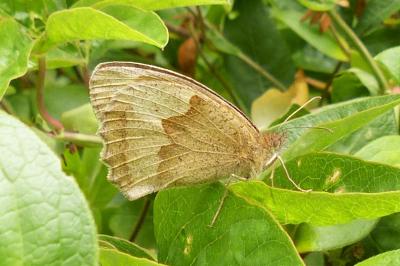 <i>Maniola jurtina</i>