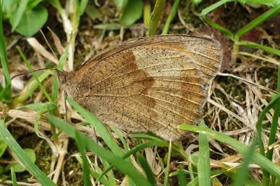 <i>Maniola jurtina</i>