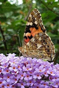 <i>Vanessa cardui</i>