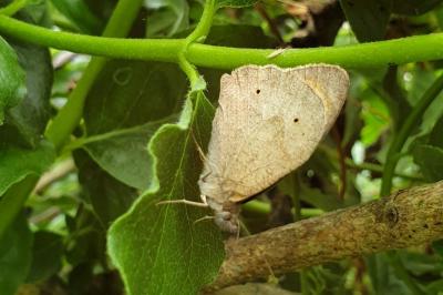 <i>Maniola jurtina</i>