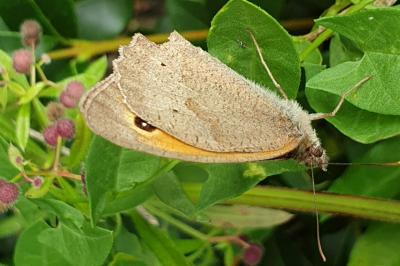 <i>Maniola jurtina</i>