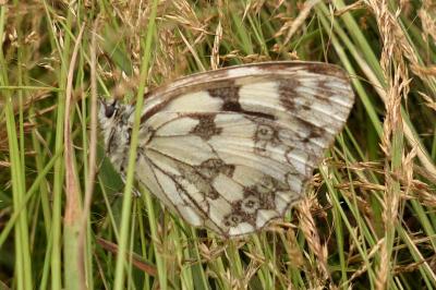 <i>Melanargia galathea</i>