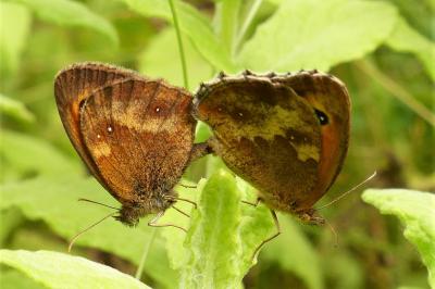 <i>Pyronia tithonus</i>