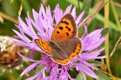 <i>Lycaena phlaeas</i>