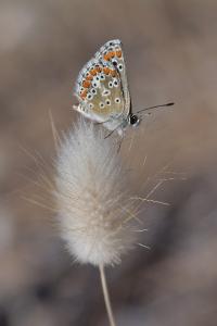 <i>Aricia agestis</i>